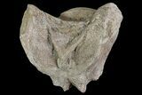 Mosasaur (Platecarpus) Occipital Condyle Vertebrae - Kansas #66895-2